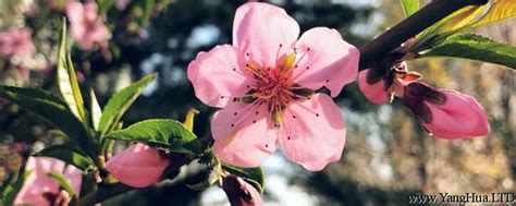 陰桃花 意思|陰桃花是什麼意思，陰桃花真的存在嗎